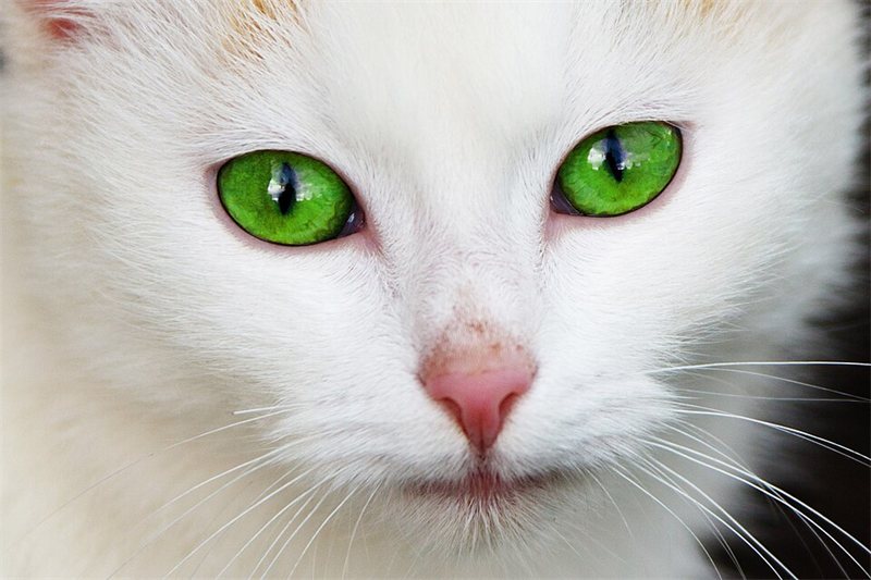 A white cat with bright green eyes.