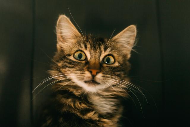 cat surprised