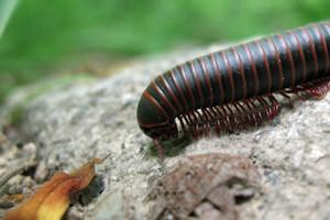 Centipede Snack