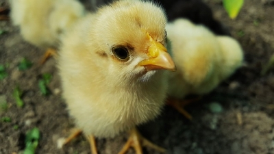 chicken chick