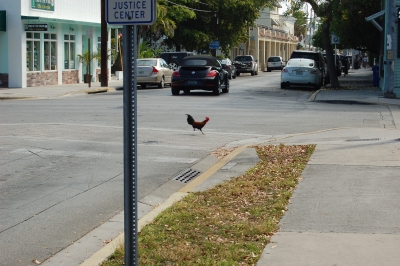 Crossing Chicken