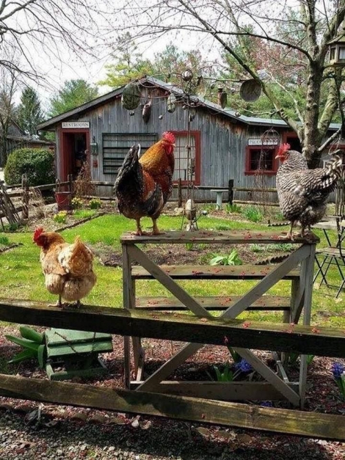 Chicken Thursday Benny and Cindy