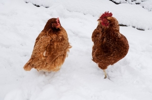 Christmas Chicken Thursday