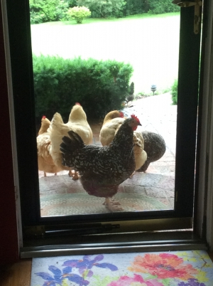 Chicken Thursday by Kathie M.