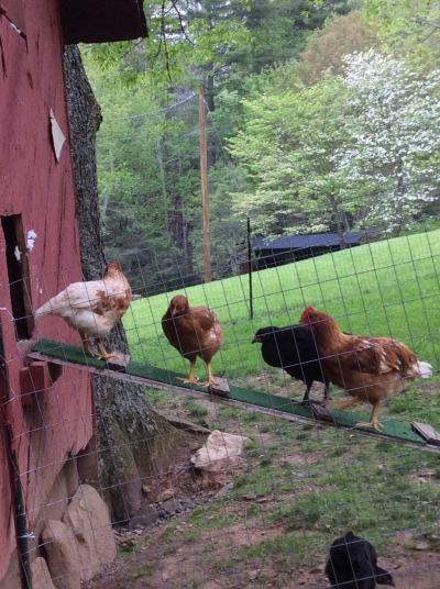 chicken thursday july 2 kathie