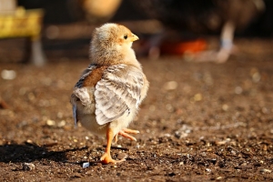 chicken thursday August 13