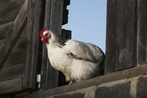 chicken thursday August 13