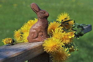 chocolate bunny