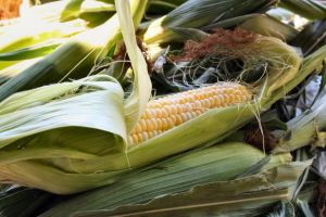 corn on cob
