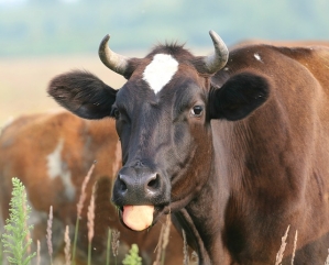 Cattle Ranching