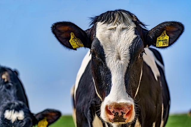 Bovine Delivery