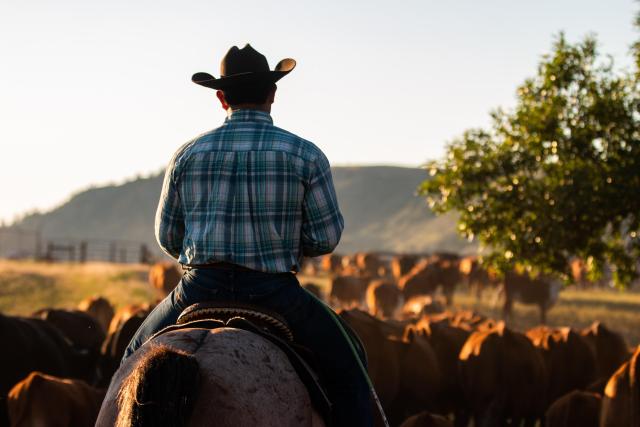 cowboy silhouette