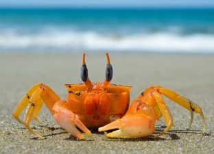 Crabby Marriage