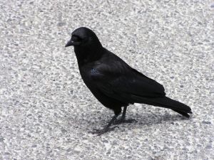 Dead Crows