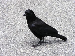 crow