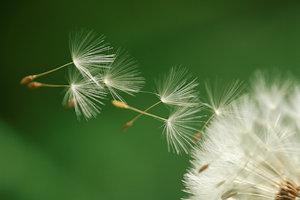 dandylion