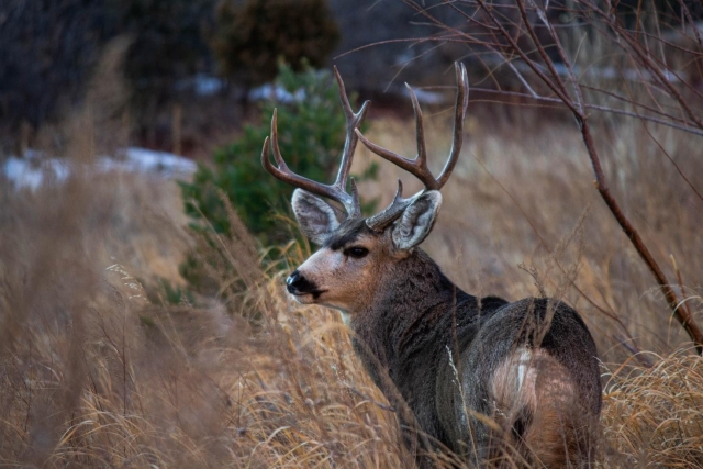 deer hunting joke