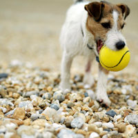 dog ball