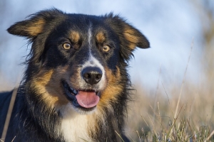 dog border collie