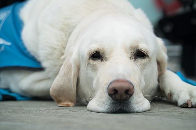 Lucky, The Guide Dog