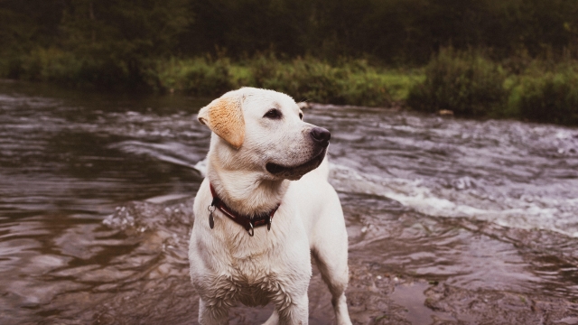 Labrador retriever dog