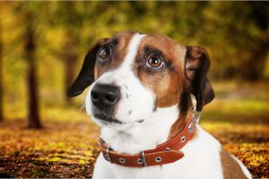 Office Dog