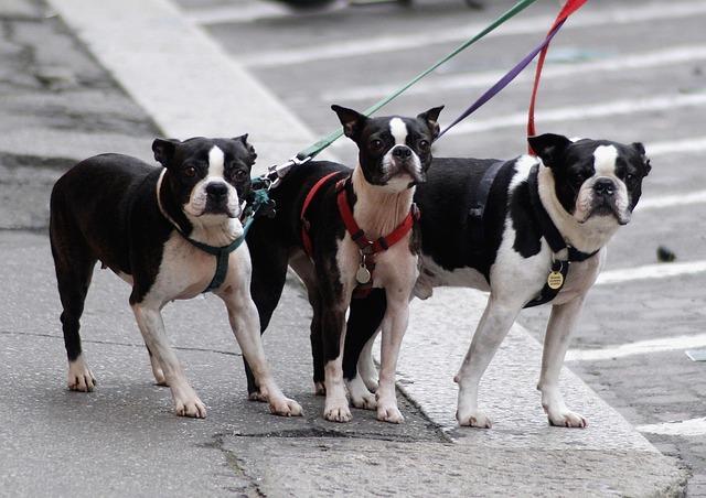 Dog Walker's Mix-Up 🐶