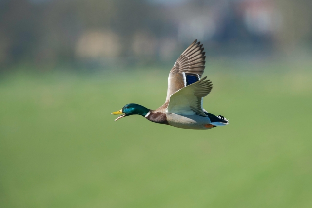 duck flying