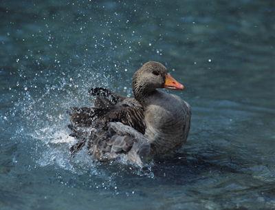 Ducks in Heaven