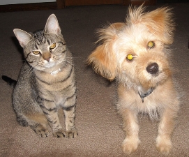 cat-and-dog