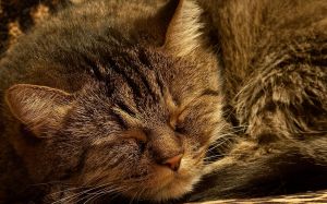 picture of a sleeping cat