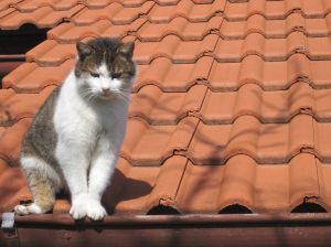 picture of cat on roof