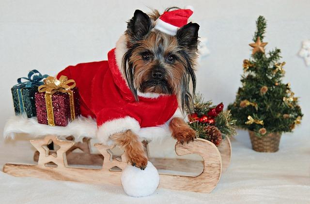 Christmas dog terrier