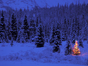 Picture of a Christmas tree in a forest