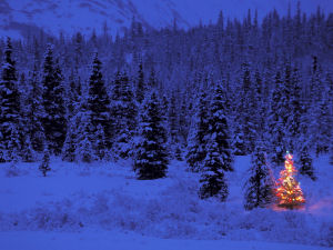 What Holiday Does a Holiday Tree Celebrate?