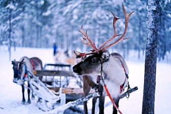 christmas reindeer