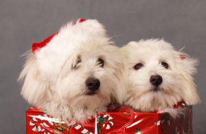 christmas dogs