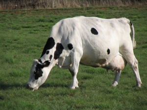 picture of cow