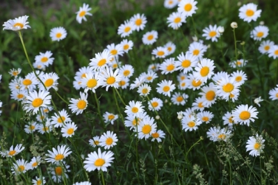 daisies