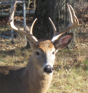 Deer Prayer