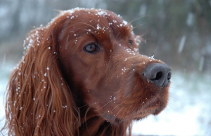 a picture of an Irish setter dog