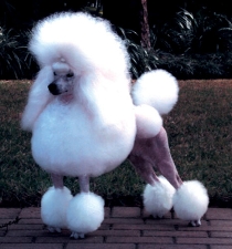 picture of a dog poodle do