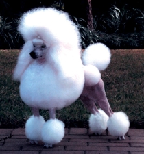 dog poodle doo