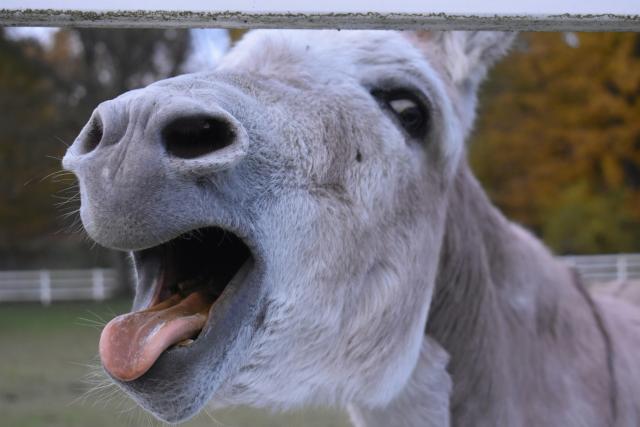 Country Comedy: Kenny's Donkey Raffle Success Story 🤣🌾