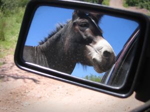 donkey in mirror