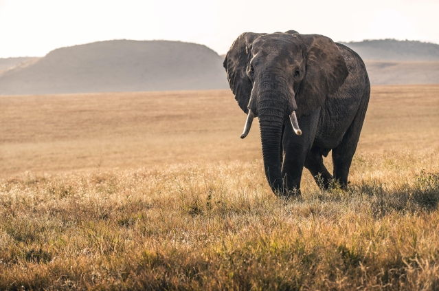 Elephant Thorn