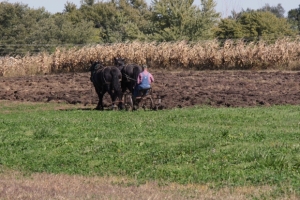 farmer and pigs