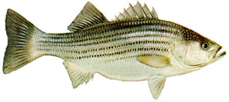 fish bass