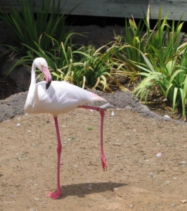 Flamingo Act
