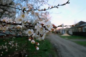flower cherry blossoms